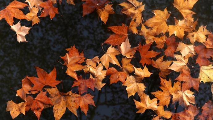 古洋槐的凝视：一段关于教育与成长的生命叙事