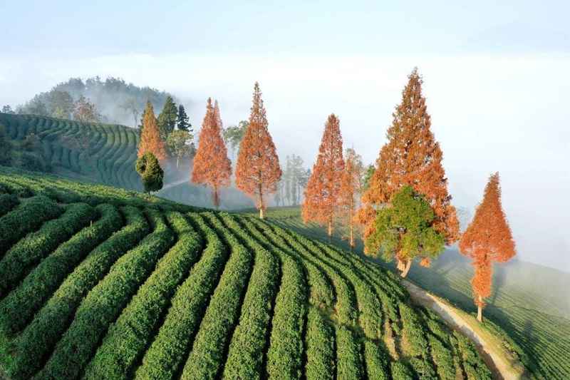  古洋槐的凝视：一段关于教育与成长的生命叙事 教育招生