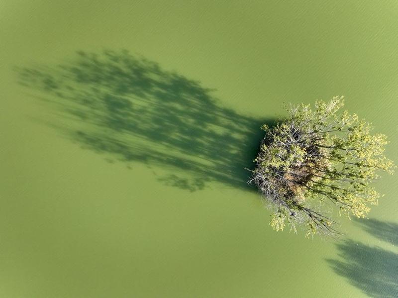  古洋槐的凝视：一段关于教育与成长的生命叙事 教育招生