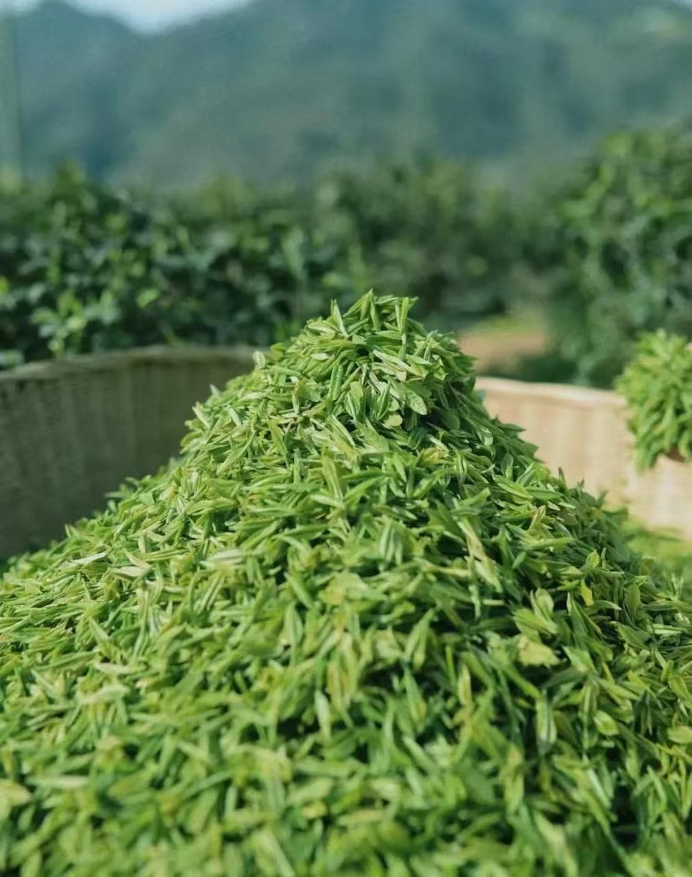  守护一片叶子的尊严——安康富硒茶市场整治背后的暖心故事 新闻