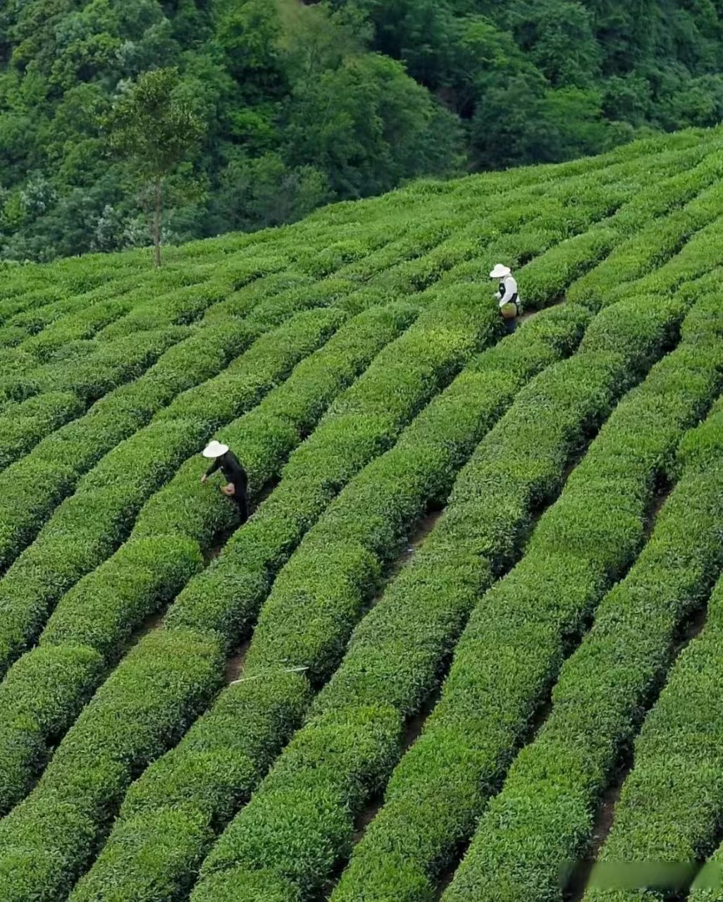  守护一片叶子的尊严——安康富硒茶市场整治背后的暖心故事 新闻